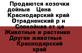 Продаются козочки дойные › Цена ­ 7 000 - Краснодарский край, Отрадненский р-н, Спокойная ст-ца Животные и растения » Другие животные   . Краснодарский край